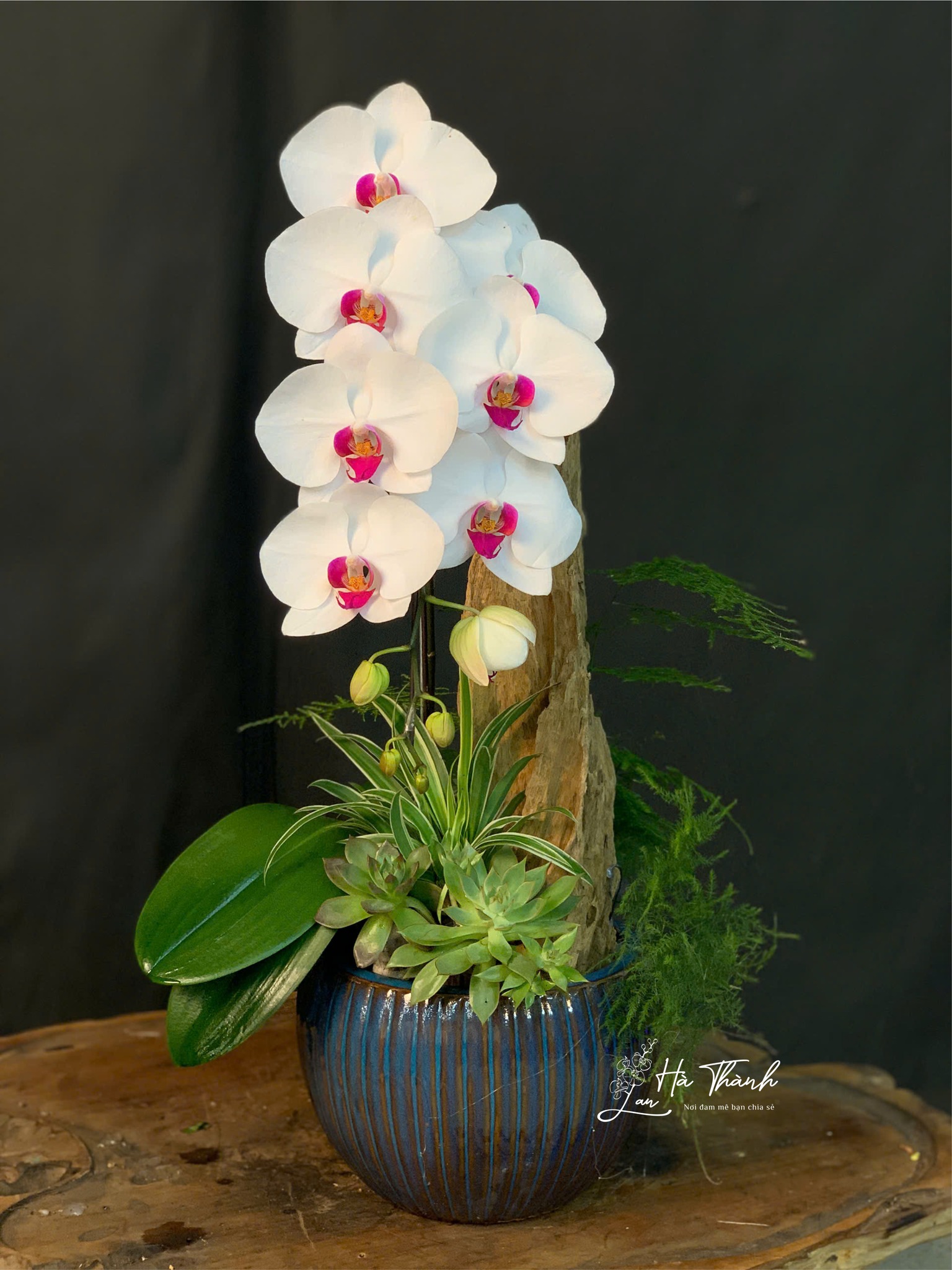 Chậu Lan Nghệ Thuật